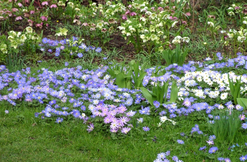 Chaucer Road Gardens